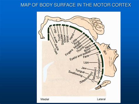 Ppt Adult Cortical Plasticity Maps In Somatic Sensory And Motor