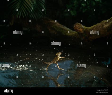 Basilisk lizard running water hi-res stock photography and images - Alamy