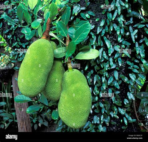 Images Of Jack Fruit