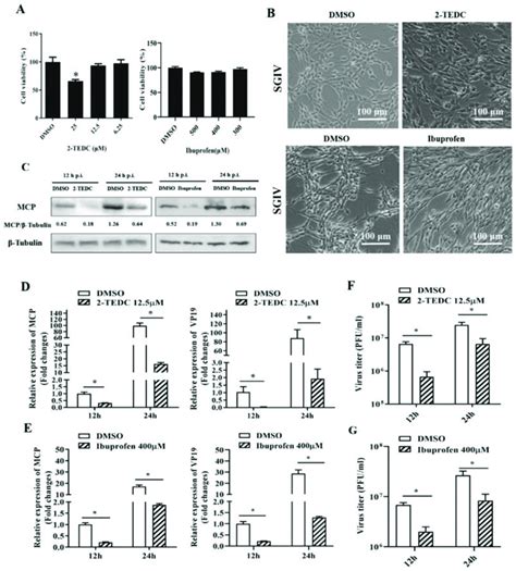 The Roles Of Aa Metabolism During Sgiv Replication A The