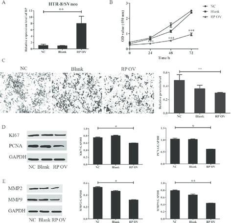 RPAIN Suppressed HTR 8 SVneo Cells Proliferation And Invasion A