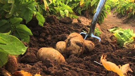 Potato Cultivation Guidance For Beginners