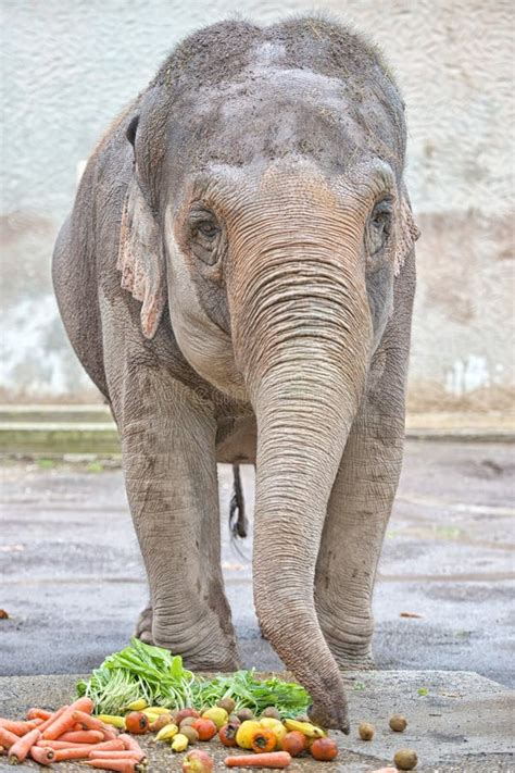 224 Elephant Eating Fruit Stock Photos - Free & Royalty-Free Stock ...