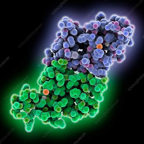 Superoxide Dismutase SOD Molecule Stock Image C035 5715 Science