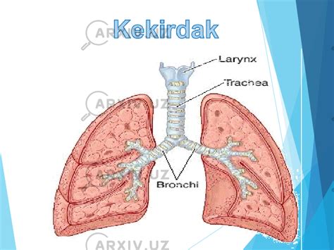 Nafas Olish Organlari Sistemasi Odam Va Uning Salomatligi Slaydlar