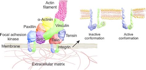 Molecular Structure Of Integrin Adhesion Complexes Iacs And