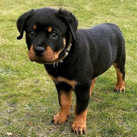 Fluffy Rottweilercute Rottweiler Puppieslong Hair Rottweilers