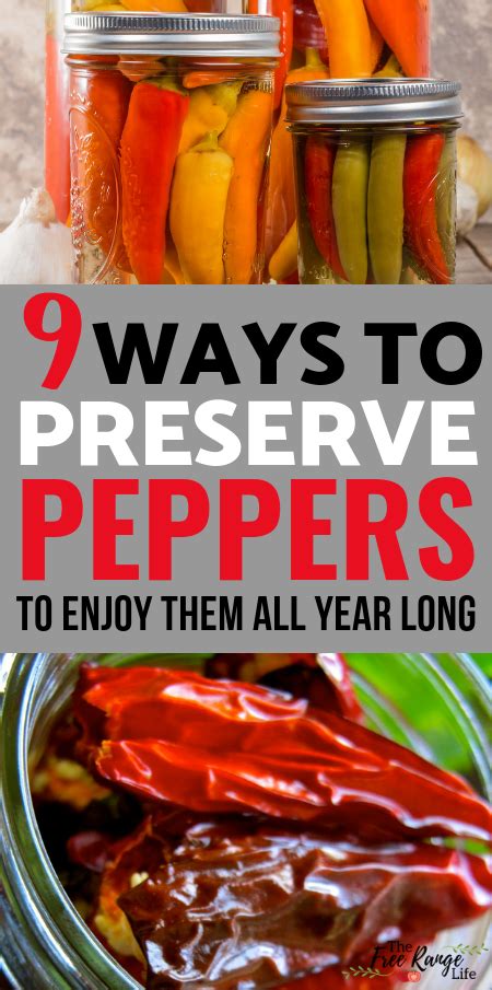 Preserving Peppers 9 Ways To Preserve Peppers At Home Stuffed Peppers Preserving Peppers