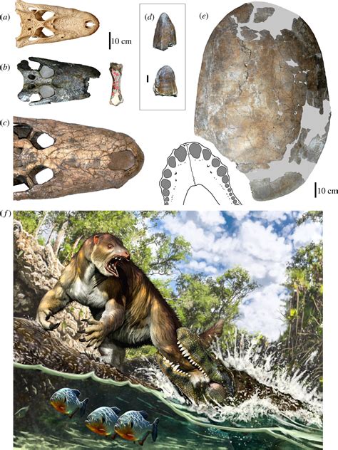 Ancient sloth found to have been bitten by ancient crocodile