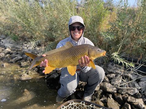 Carp And Warmwater Fly Fishing Colorado Trout Hunters