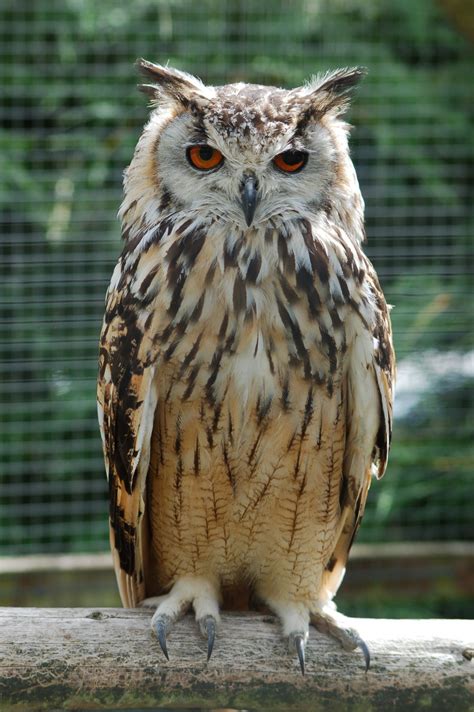 Images Gratuites la nature aile faune zoo le bec séance Coloré