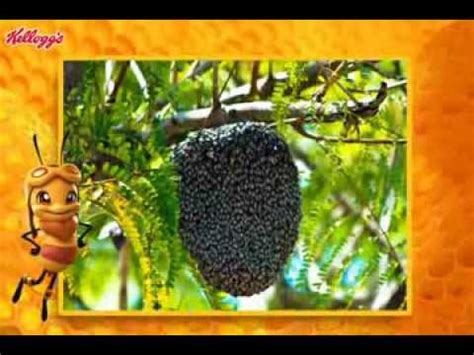 Miel Pops L Habitat Des Abeilles Youtube