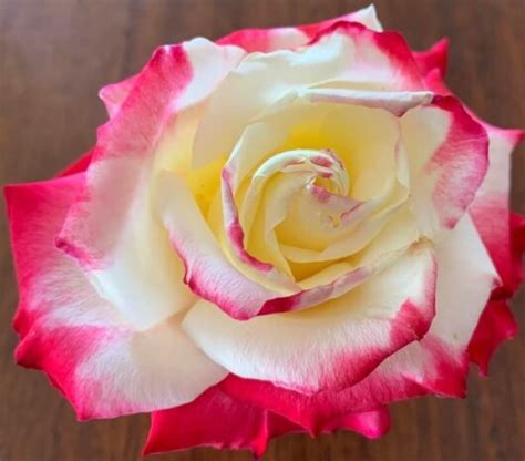 Rose Double Delight Hello Hello Plants And Garden Supplies