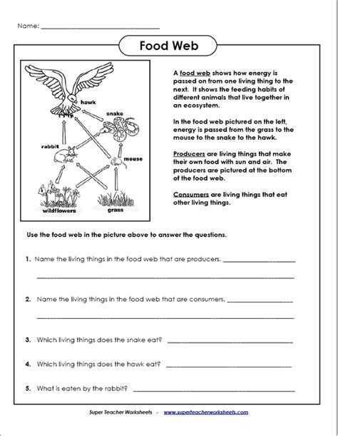 Food Webs Food Chains Worksheets