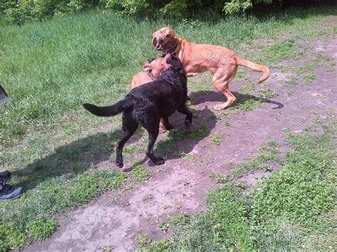 Bloodhound In The City Lazy Summer Days