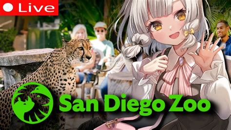 Lets Explore The San Diego Zoo 💗 【 Virtual Tour 】 Youtube