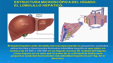 FISIOLOGÍA FUNCIONES DEL HÍGADO PROF DR RAFAEL ESTRADA YouTube