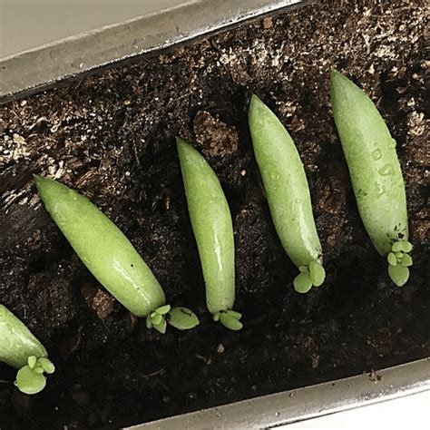 How To Propagate Succulents In 11 Practical Steps The Garden