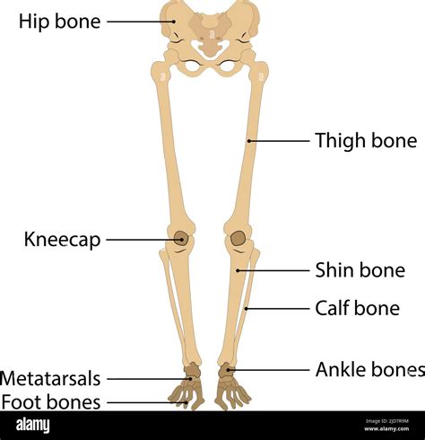 Buscar Descolorar Chico Para Que Sirven Las Piernas Del Cuerpo Humano