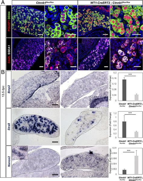 Ctnnb Deletion In The Somatic Progenitor Cells Indirectly Impairs Germ