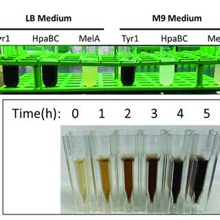 A Image Of Melanin Producing E Coli Bl De Cells Transformed