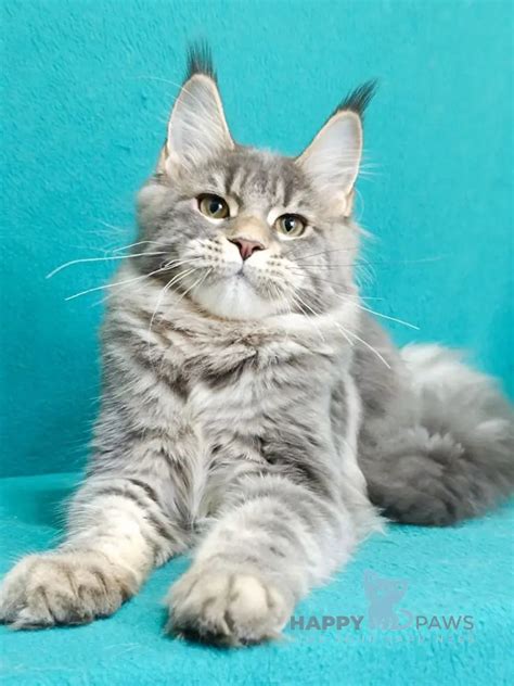 Kitten For Sale Angela Maine Coon Female Blue Tabby