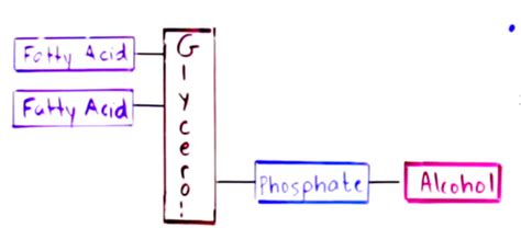 V13 Lipidstoffwechsel Flashcards Quizlet