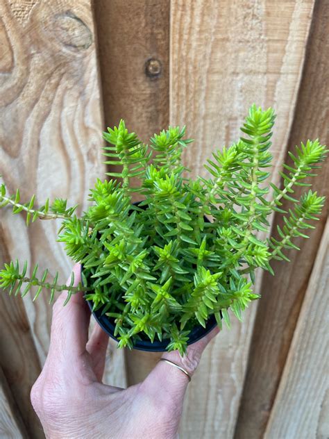 Sedum Sarmentosum Golden Moss Succulent Obsession