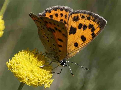 Spanish Butterfly Lycaenidae Gallery | Wildlife Insight