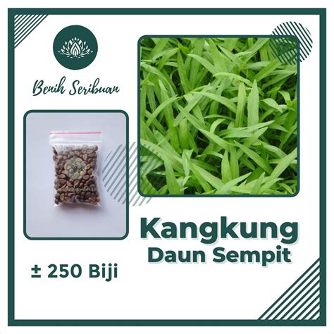 Jual Bibit Kangkung Benih Sayur Kangkung Daun Sempit Serimpi Super