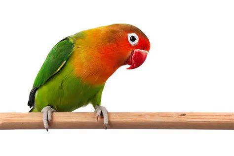 Fischers Lovebird Lifespan Food Care Guide Cuteparrots