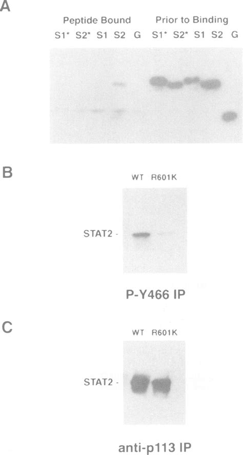 Binding Of Stat To Tyr Of Ifnarl Requires An Intact Sh Domain A