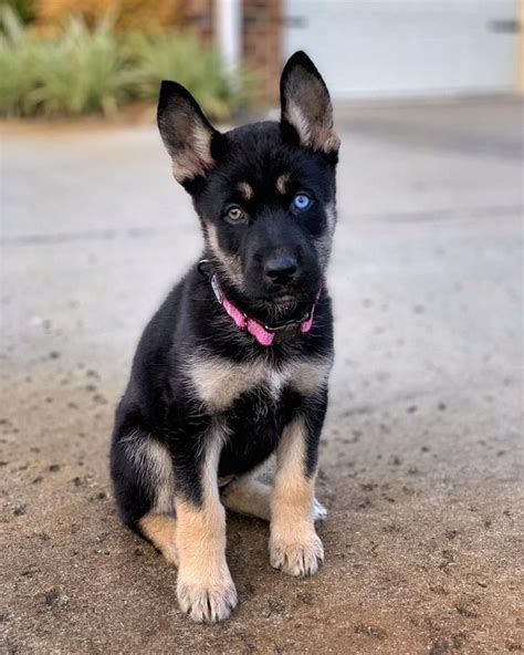 German Shepherd Husky Mix Puppies