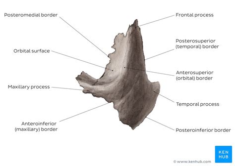 Zygomatic bone: Surfaces, processes, functions | Kenhub