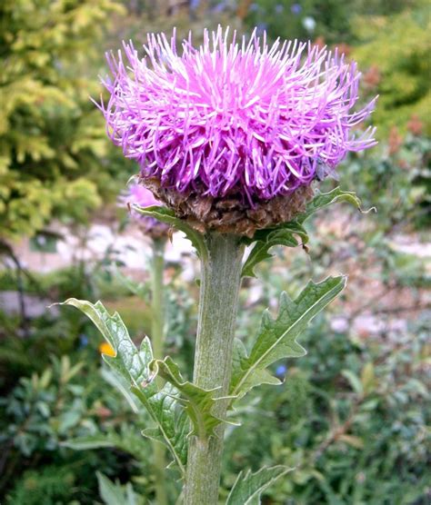 Leuzea Rhaponticum Carthamoides Vol Geneeskracht Mens Gezondheid