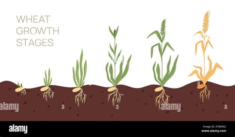 Wheat growth stages. Agricultural plant growing from seeds to rye ears. Sprout and spikelet ...