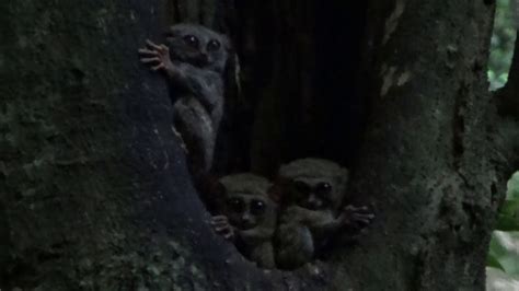 3 Cute Tarsiers Spotted In Tangkoko National Park North Sulawesi On