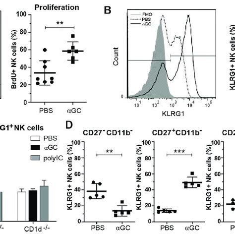 Inkt Cell Dependent Activation Of Nk Cells By αgc In Vivo C57bl 6 Or Download Scientific