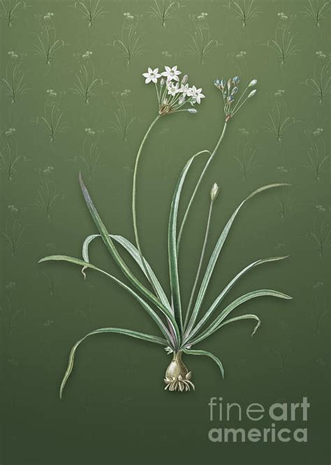 Vintage Allium Fragrans Botanical Art On Lunar Green Pattern N