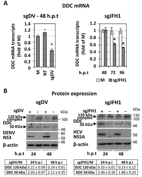 The Effect Of DENV And HCV Genome Replication On The Intracellular