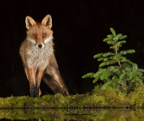 Wildlife Photography: Amazing Scottish Photos | Boomers Daily