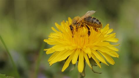 Bee Pollination Yellow · Free photo on Pixabay