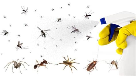 D Barrassez Vous De La Plupart Des Insectes Dans Votre Maison Gr Ce