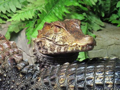 Cuviers Dwarf Caiman Zoochat