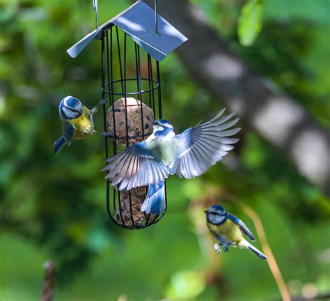 Blaumeisen An Den Meisenknödeln Foto And Bild Tiere Wildlife Wildlife In Der Stadt Bilder Auf