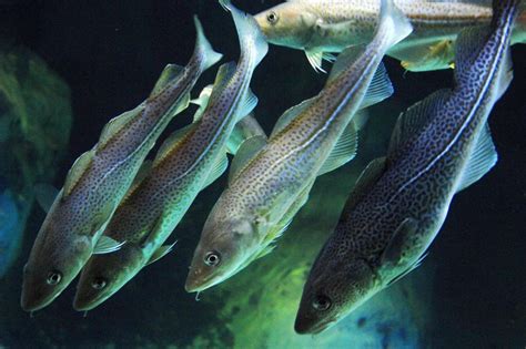 Erw Rmung Klimawandel Macht Fische Im Ozean Kleiner Welt