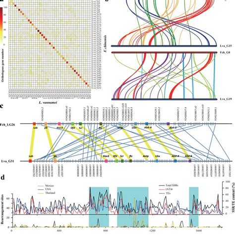 Intrachromosomal Rearrangement In Penaeid Shrimp Genomes A Heatmap Of