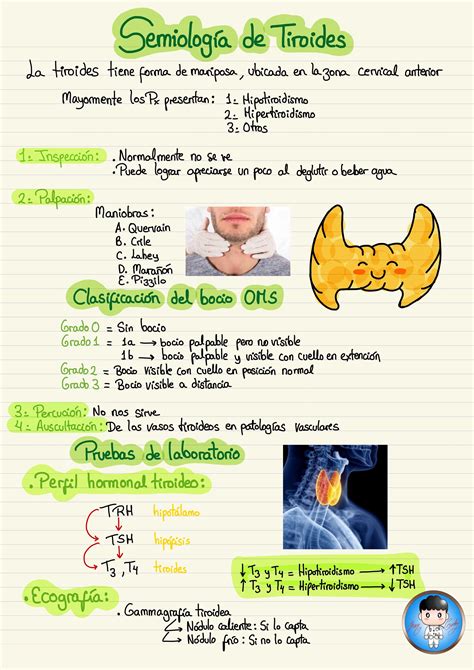 Resumen de semiología de tiroides Anatomia patologica Anatomía