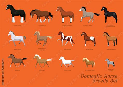 Domestic Horse Breeds Set Cartoon Vector Illustration Stock Vector ...