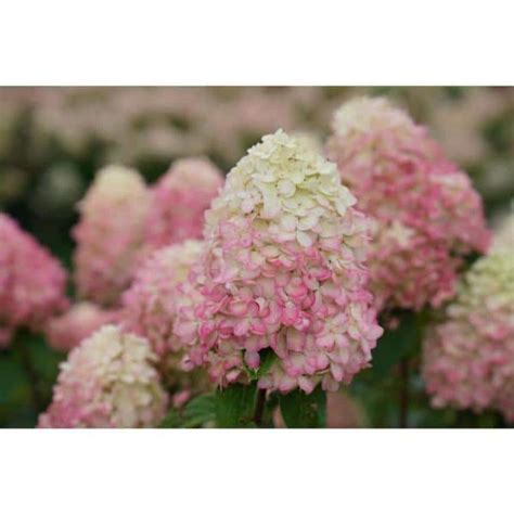 Proven Winners 1 Gal Limelight Prime Hydrangea Arborescens Live